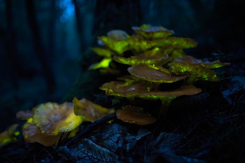 Why It Glows In The Dark Why It Glows In The Dark