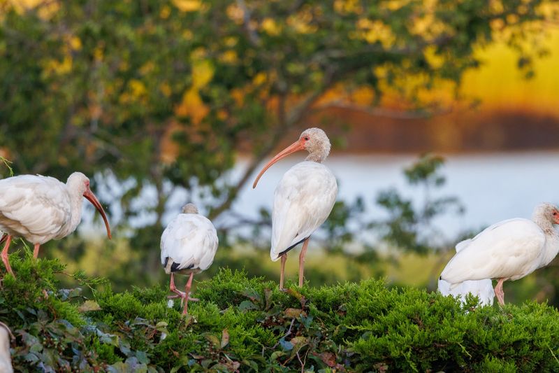 Why June Is the Best Time to Visit Ocean City’s Rookery