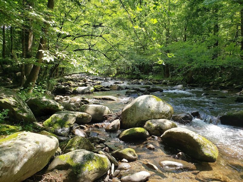 Why Lumber Ridge Trail Belongs On Your Peaceful Side Of The Smokies List Why Lumber Ridge Trail Belongs On Your Peaceful Side Of The Smokies List