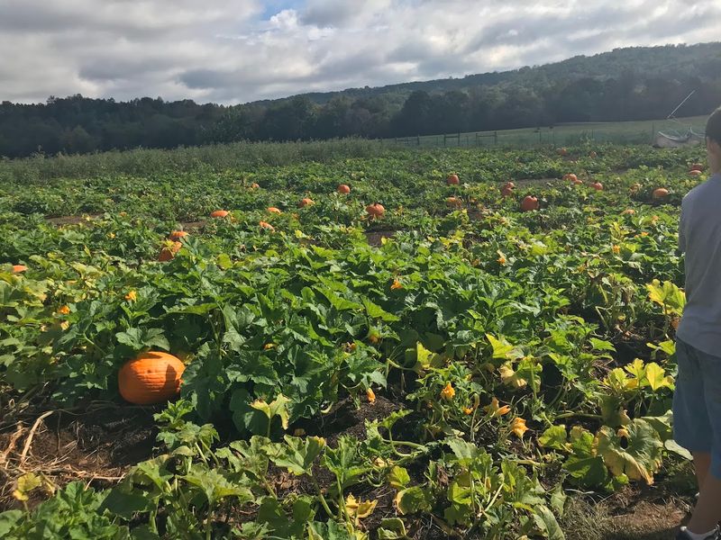 Why McDonald Farm Feels So Deeply Connected To The Land Why McDonald Farm Feels So Deeply Connected To The Land