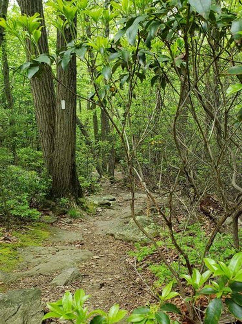 Why Michaux Leaves a Lasting Impression Why Michaux Leaves a Lasting Impression