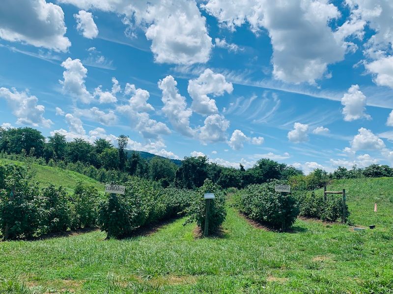 Why Phillips Farms Feels Like New Jersey Summer in One Stop