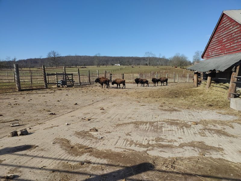 Why Readington River Buffalo Farm Feels Like a Little Piece of the Plains Why Readington River Buffalo Farm Feels Like a Little Piece of the Plains