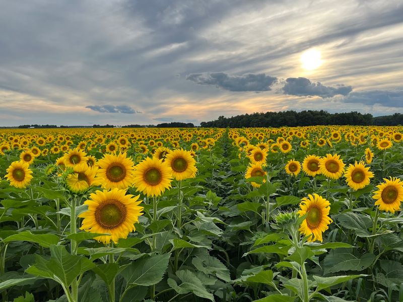 Why The Suns Flower Feels Like A Summer Event Why The Suns Flower Feels Like A Summer Event