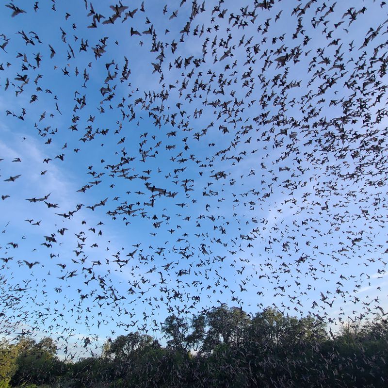 Why This Colony Matters Globally