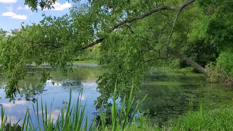 Why White City Faded And Nature Took Over