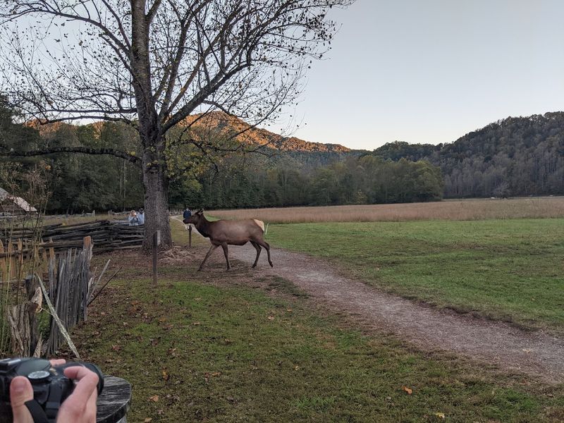 Why elk sightings add something special