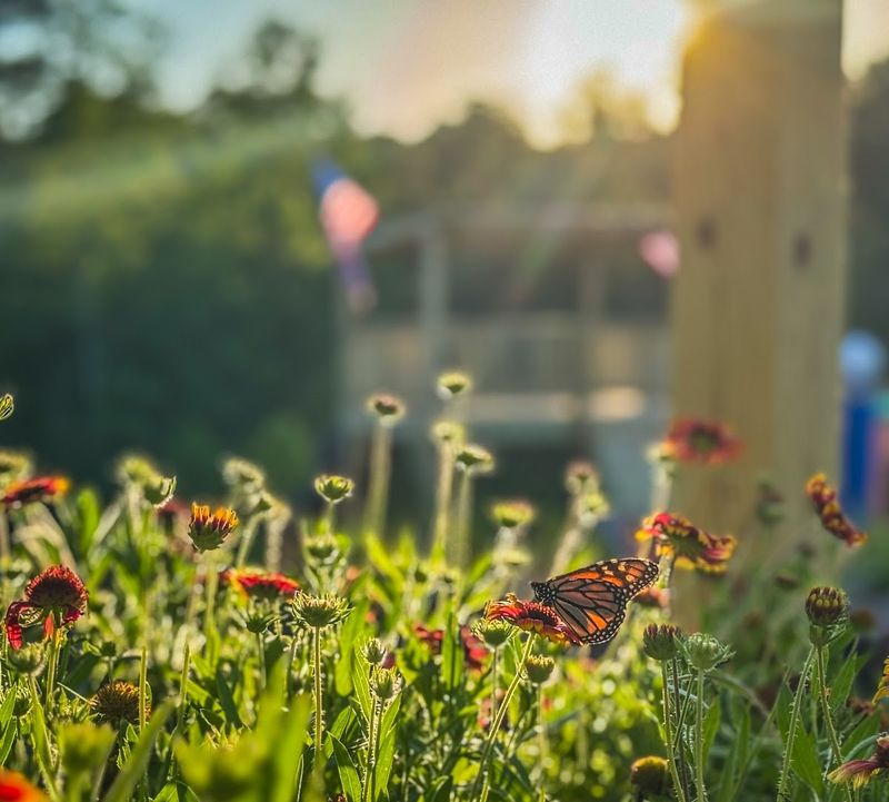 Why native plants are the real draw Why native plants are the real draw