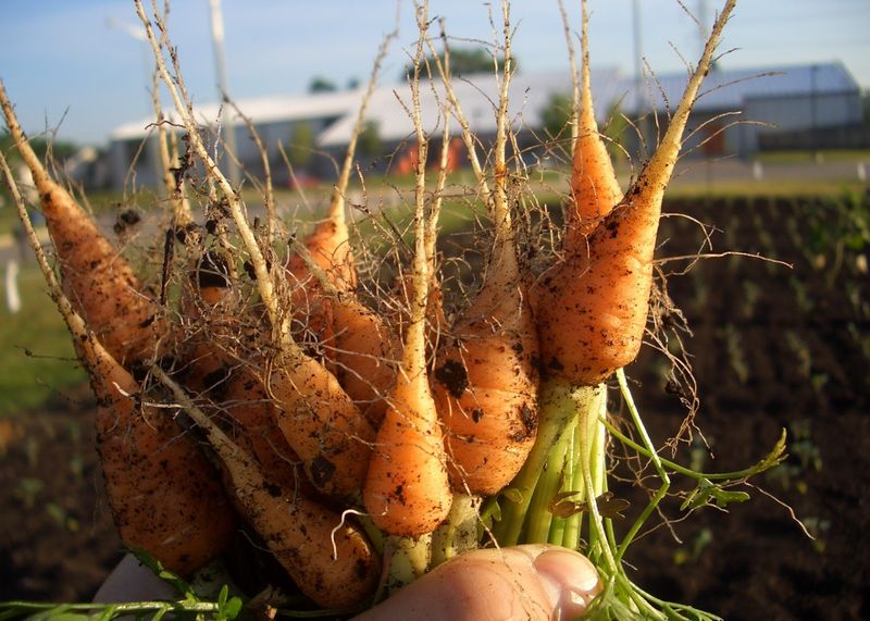 Why the Giant Carrots Have Become an Ann Arbor Landmark