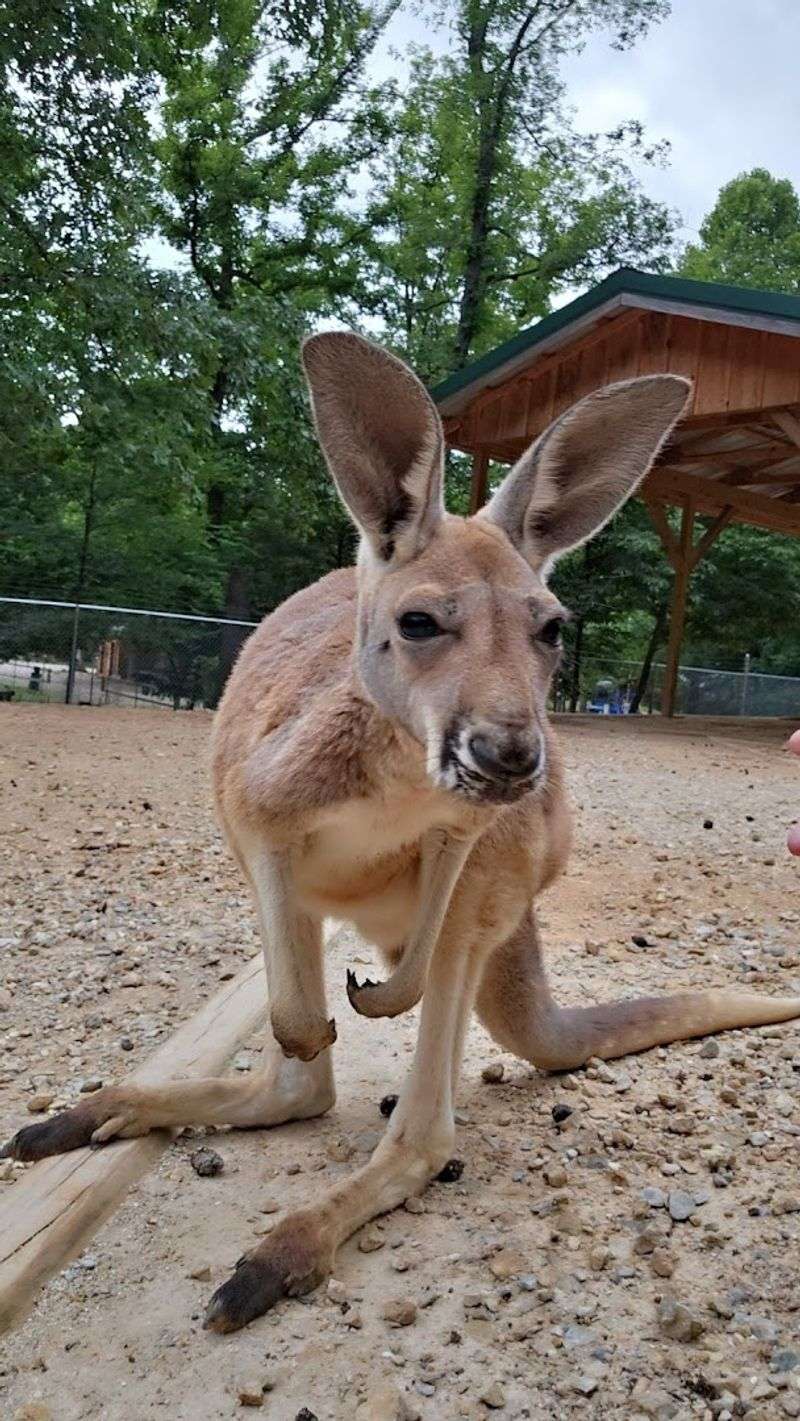 Why the zoo feels memorable even if it is not huge