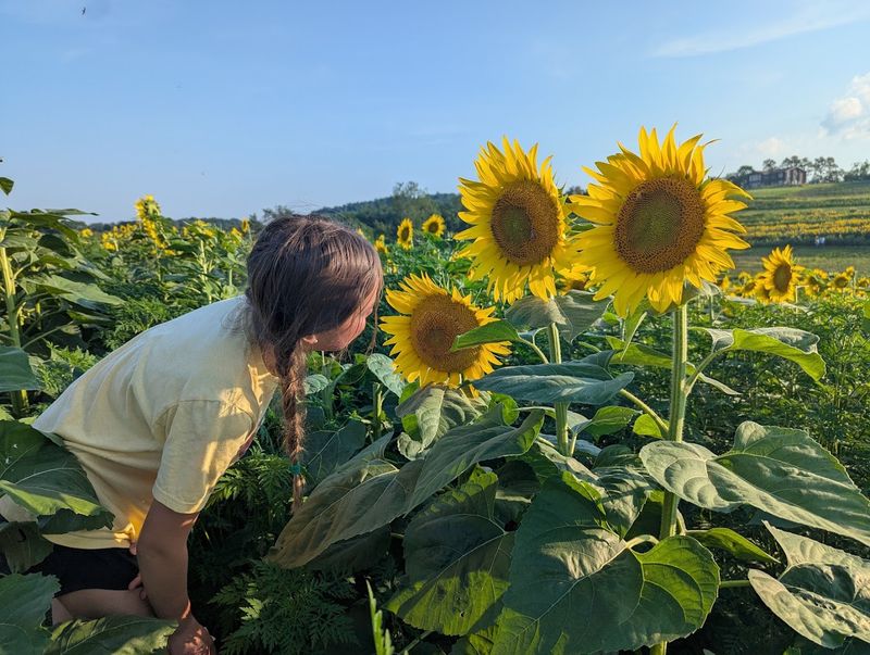 Why this farm keeps becoming a summer tradition