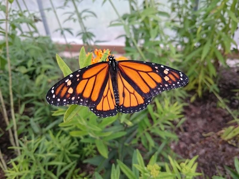 Why this sanctuary feels more like a living habitat than an exhibit Why this sanctuary feels more like a living habitat than an exhibit