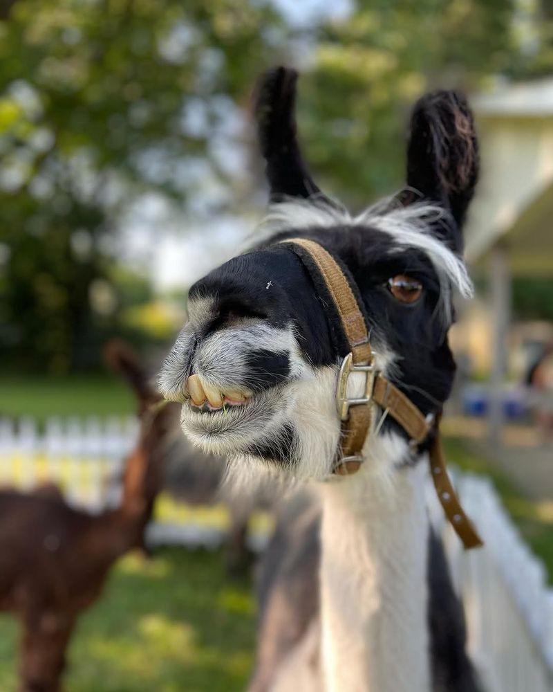 Wild Hooves Farm Animal Rescue (Vermilion) Wild Hooves Farm Animal Rescue (Vermilion)