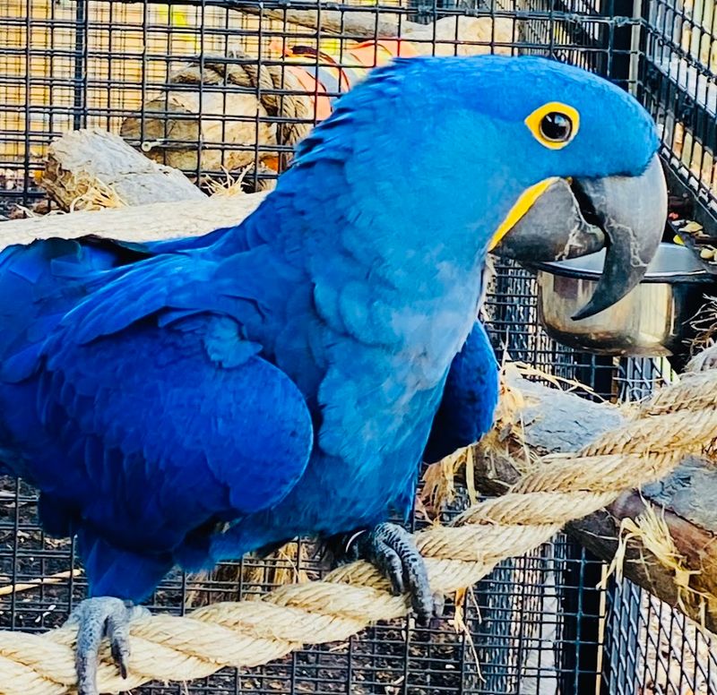 Wilderness Trails Zoo — Birch Run
