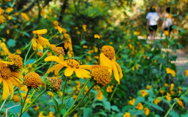 Wildflowers, Wildlife, and Seasonal Color Wildflowers, Wildlife, and Seasonal Color