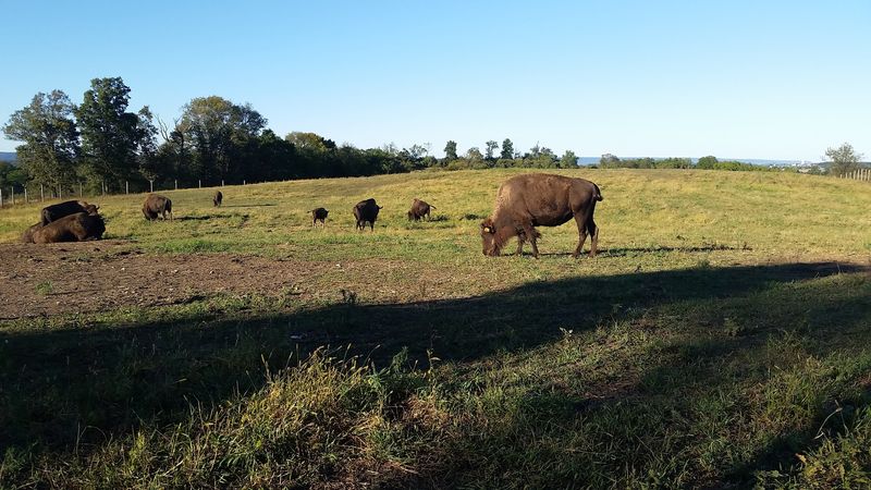 Wildlife Views You Do Not Expect Nearby