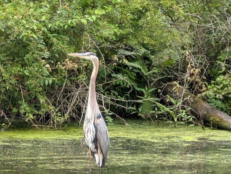 Wildlife Watching Here Feels Effortless