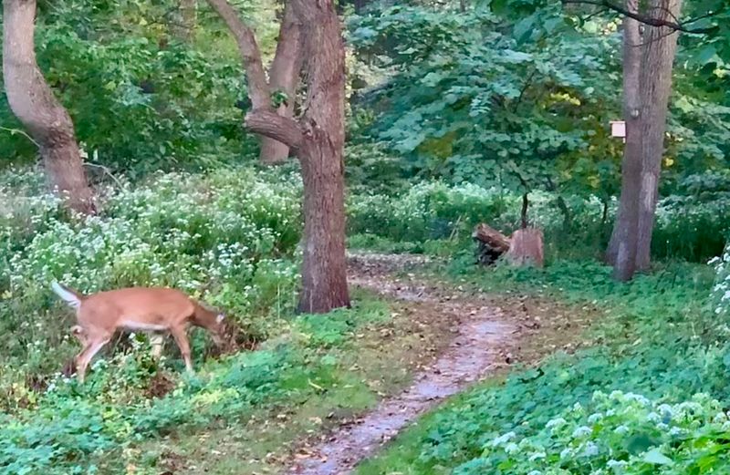 Wildlife Wetlands And Old Trees Give The Art A Living Backdrop