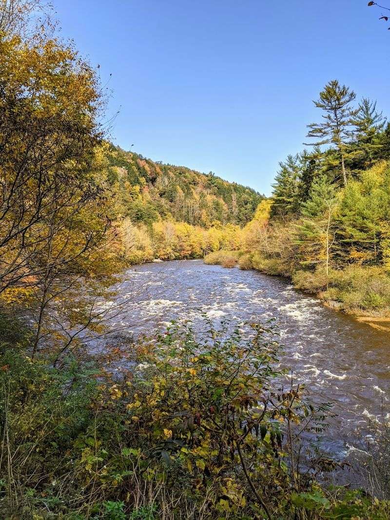 Wildlife and Forest Sounds Slow You Down