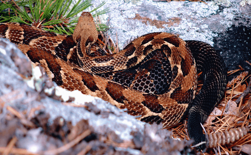 Wildlife and the Feeling of Real Wilderness Wildlife and the Feeling of Real Wilderness