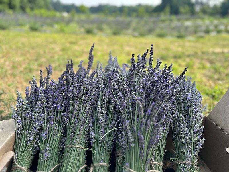 Willowbrook Farms Lavender Willowbrook Farms Lavender