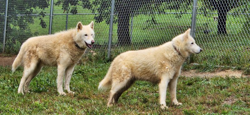 Wolf Paws: Positive Awareness Wolf-dog Sanctuary — Dandridge Wolf Paws: Positive Awareness Wolf-dog Sanctuary — Dandridge