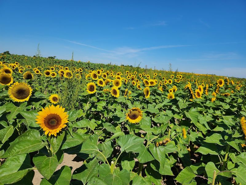 Keller’s Farmstand (Oswego)