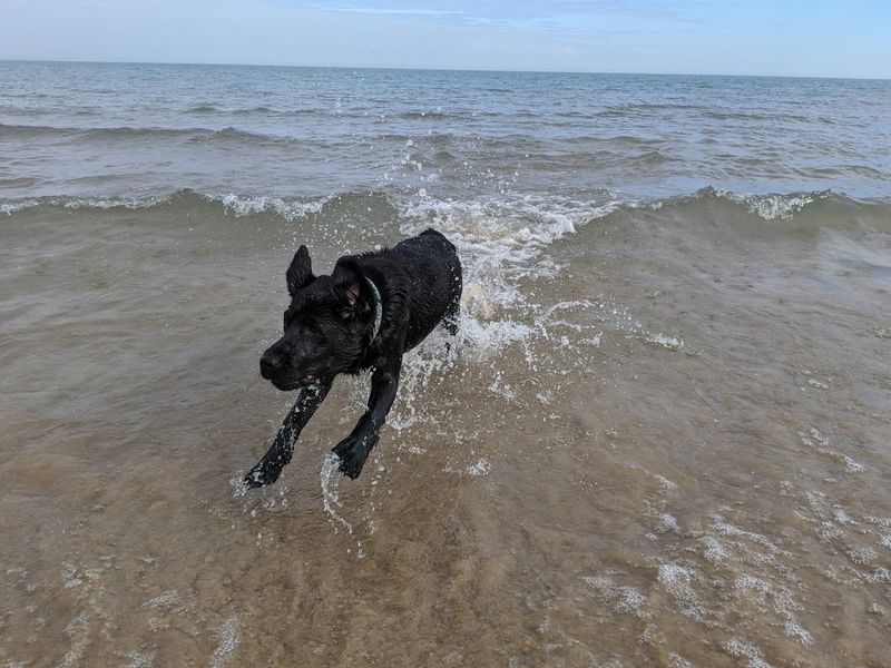 Gillson Dog Beach (Wilmette)