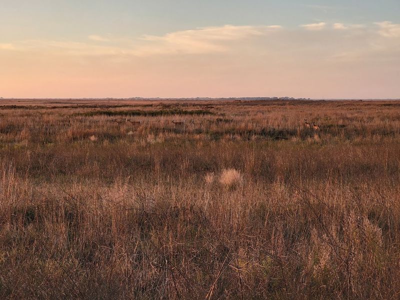Year-Round Raptor and Hawk Watching Year-Round Raptor and Hawk Watching