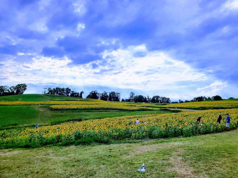 You can enjoy the field at your own pace