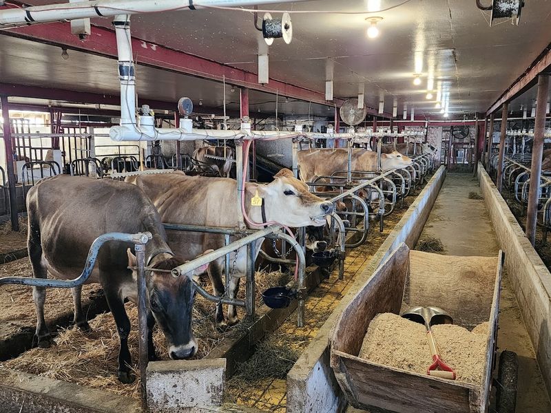 Young’s Jersey Dairy (Yellow Springs) Young’s Jersey Dairy (Yellow Springs)