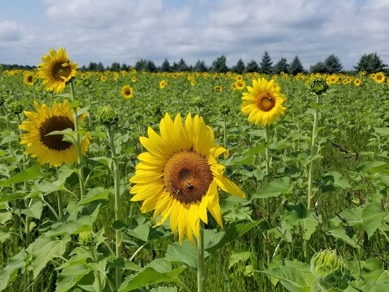 Woody’s Orchard And Fun Farm (Plano)