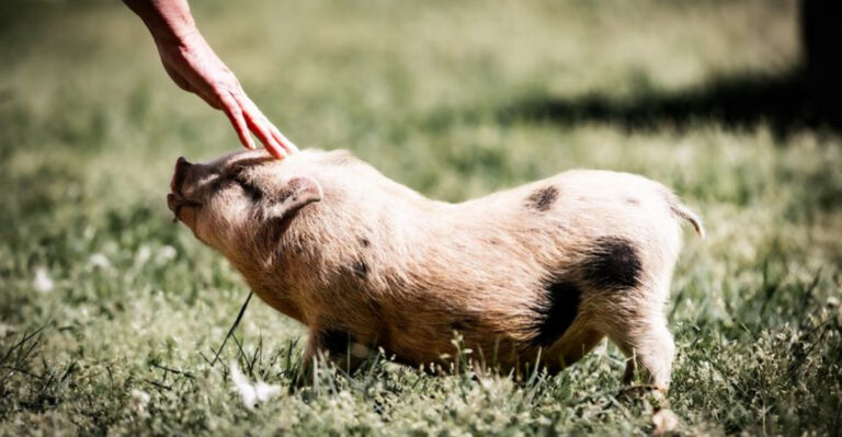 A 43-Acre Refuge In New Jersey Where Rescued Farm Animals Get A Second Chance
