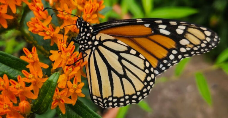 A Custom-Built Butterfly House Is Hiding Inside This Peaceful New Jersey Reserve