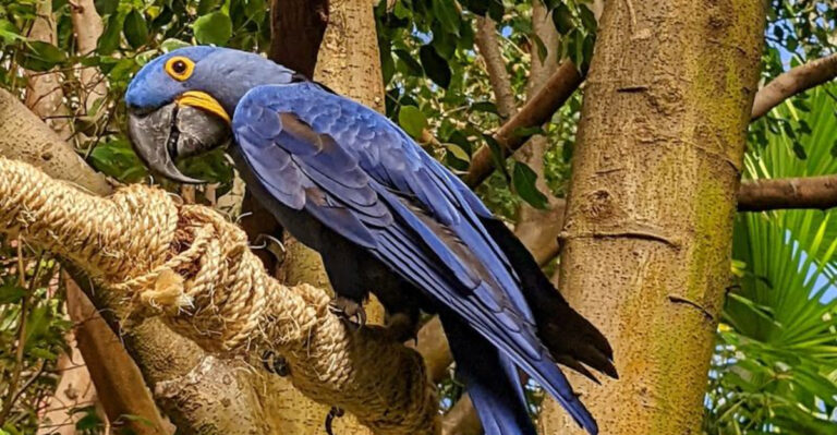A Pennsylvania Bird Rescue Where Guests Hand-Feed Colorful Parrots, Macaws, And Toucans