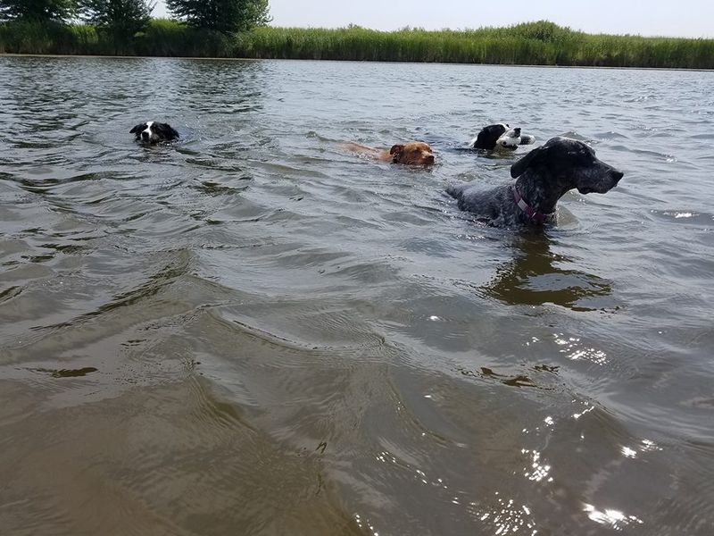Batavia Bark Park at West Main Community Park (Batavia)