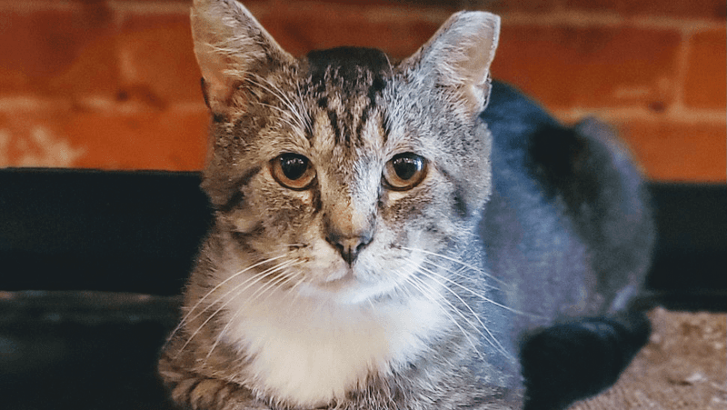 River Kitty Cat Cafe (Evansville)