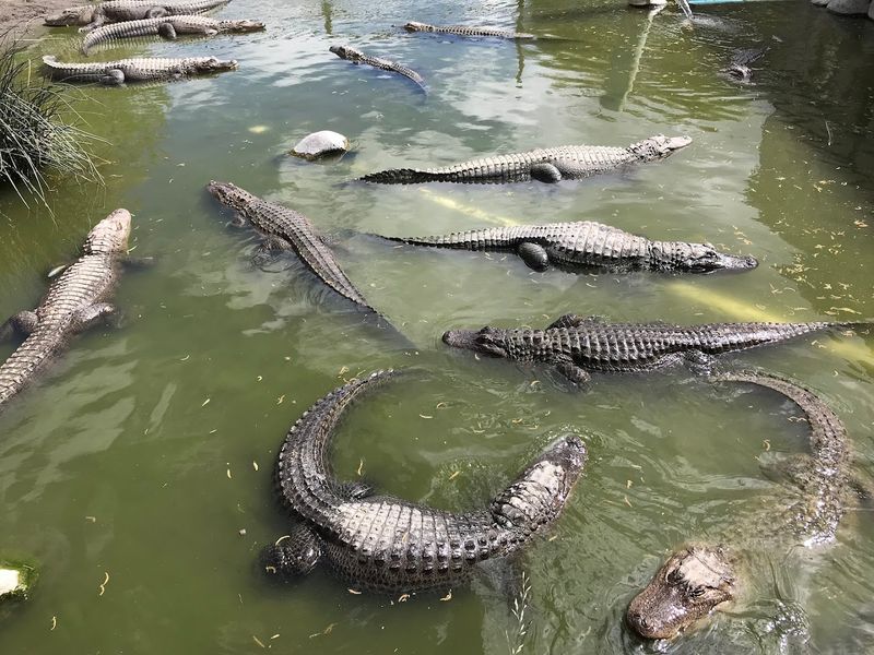 Colorado Gators Reptile Park (Mosca)