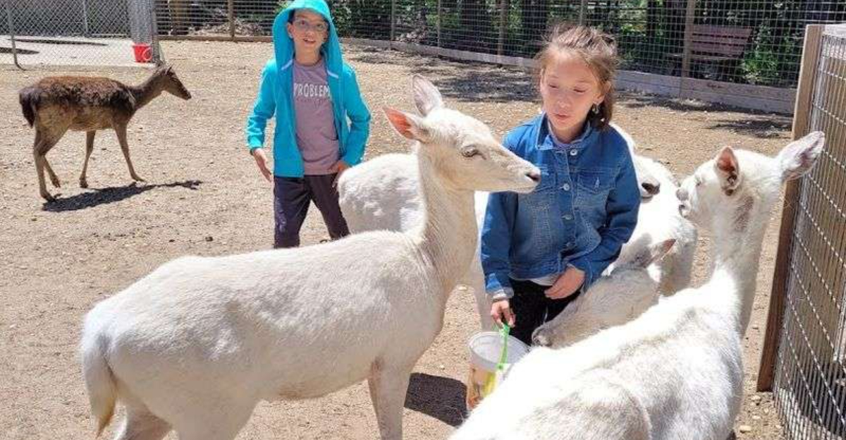 Feed Exotic Animals Up Close at This One-of-a-Kind New York Zoo