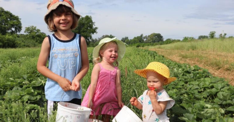 Fill Your Basket With Fresh Strawberries At This Charming Tennessee Farm