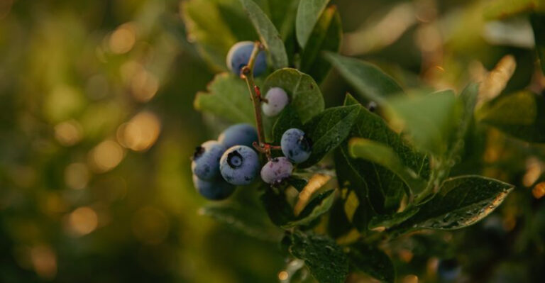 Fresh Berries And Country Charm Make This Michigan Farm A Must-Visit