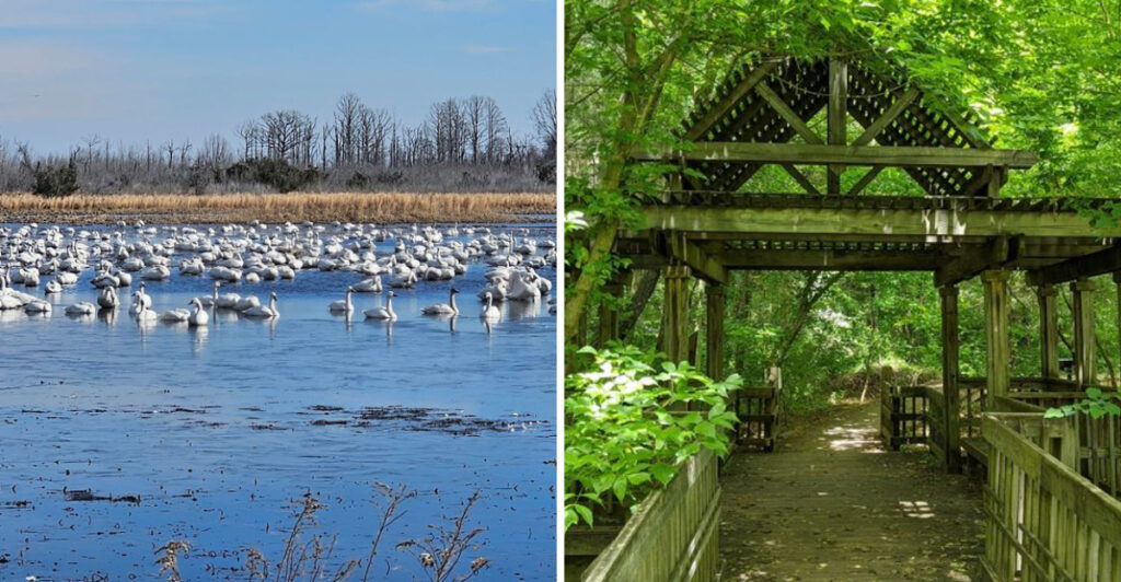 Front-Row Views of Wildlife Await at These 8 North Carolina Birdwatching Destinations