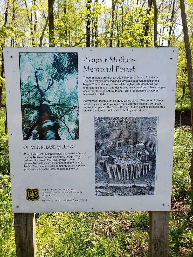 The 1380 Walled Village Story Beneath the Trees