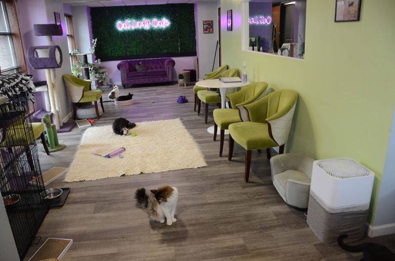 The Cat Lady Cafe (South Bend)