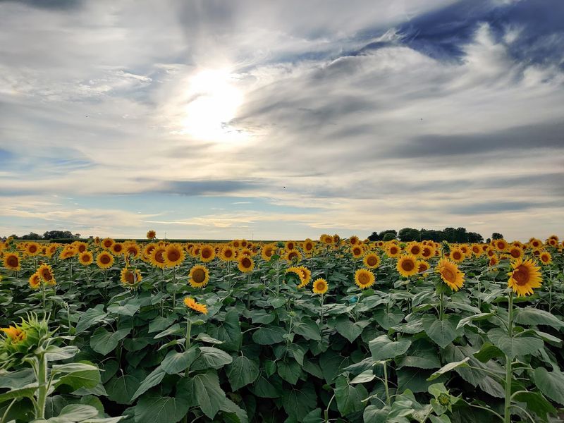 Heap’s Sunflower Harvest (Minooka)