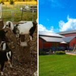 Ice Cream, Fresh Treats, and Scenic Views Make These 10 Illinois Farms Must-Visits