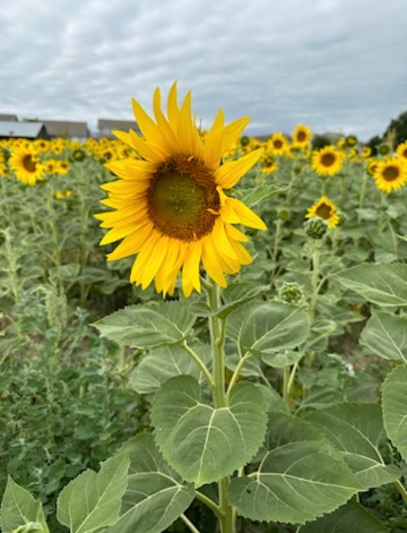 How to Time a Visit to This Colorado Farm