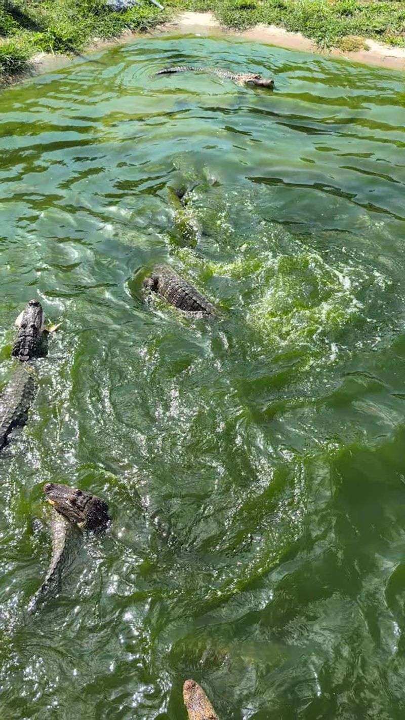 Why the Gator Pond Becomes the Story Everyone Retells Why the Gator Pond Becomes the Story Everyone Retells