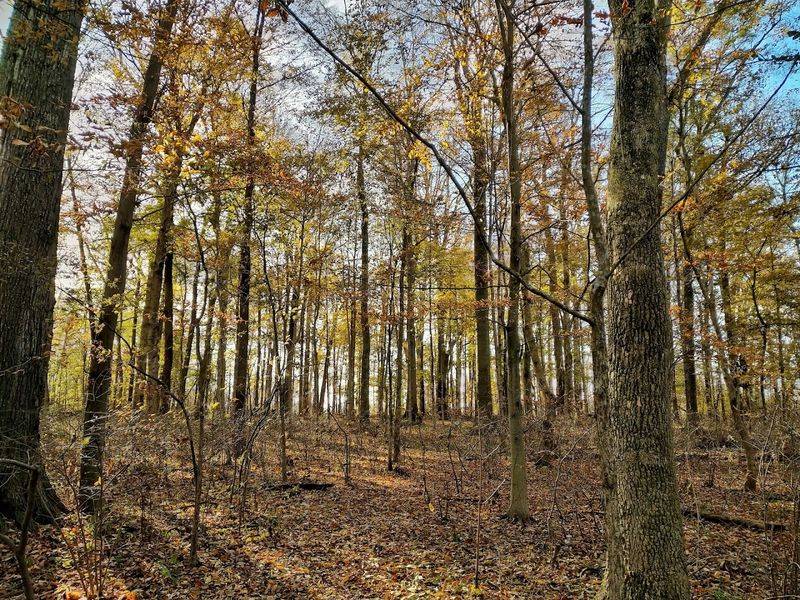 Why Meltzer Woods Matters in Indiana Why Meltzer Woods Matters in Indiana