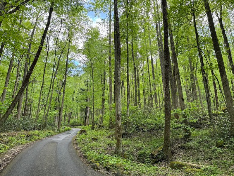 Roaring Fork Motor Nature Trail – Gatlinburg
